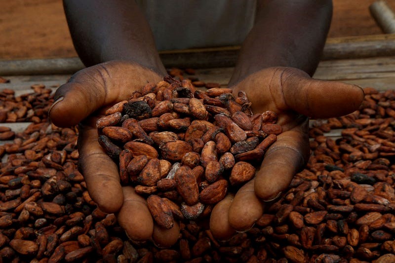 Cocoa prices spike 24% over fears of short supply for Christmas chocolatiers Nexovant