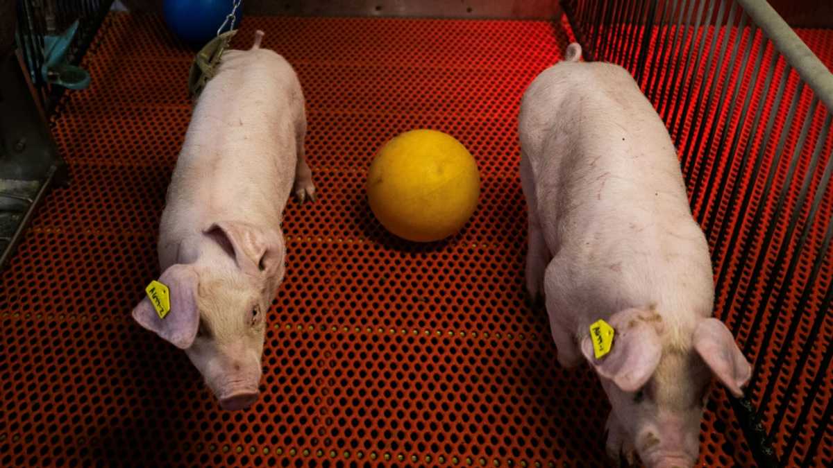 A US farm breeds pigs for human kidney transplants Nexovant