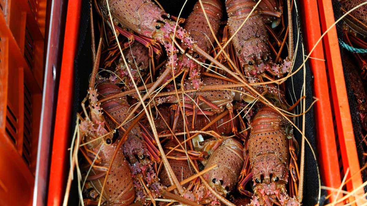 China lifts rock lobster ban, bringing end to Australian trade barriers Nexovant