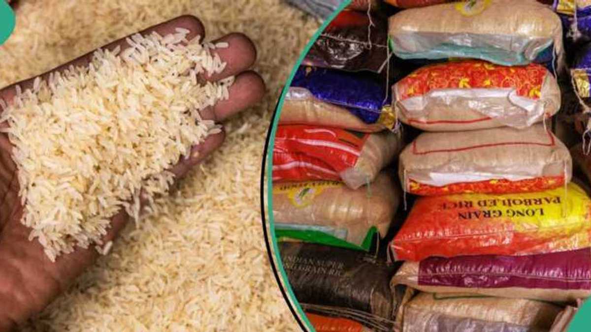 No more N65k: Prices of popular rice brands in Nigeria ahead of festivities Nexovant