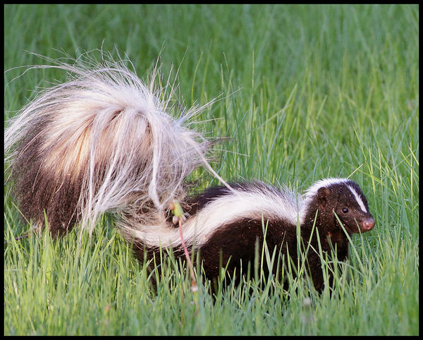 A Skunk Is A Down Low Odiferous Weasel Nexovant Digital Realty